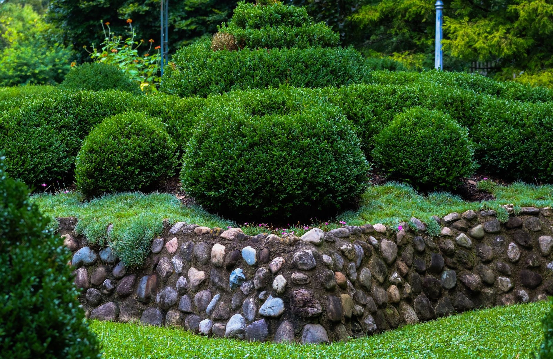Clipped boxwood spheres above a dry-stone garden wall
