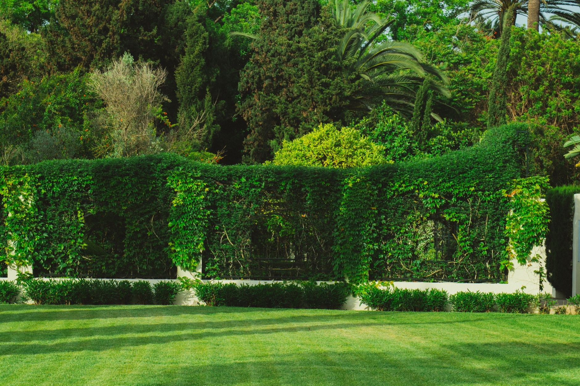 Tall trimmed hedge wall framing a striped green lawn