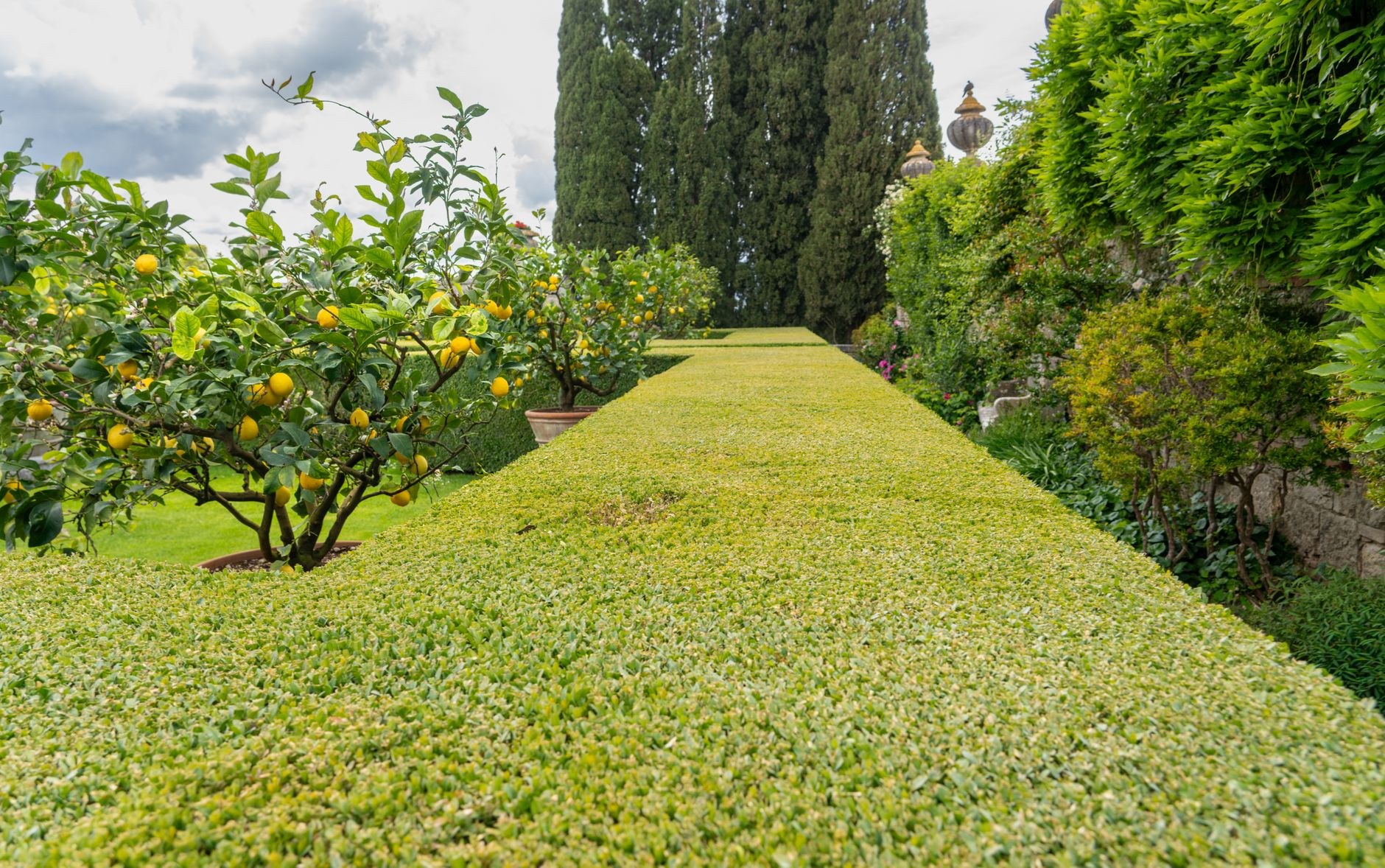 Manicured lawn path lined with clipped borders